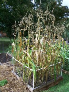 Gardening Lessons Learned Image